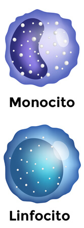 Los leucocitos agranulares se dividen en: monocitos y linfocitos.