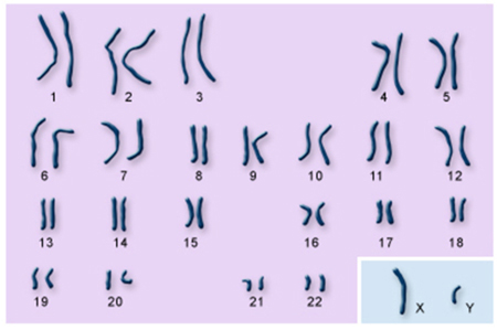 23 pares de cromosomas.