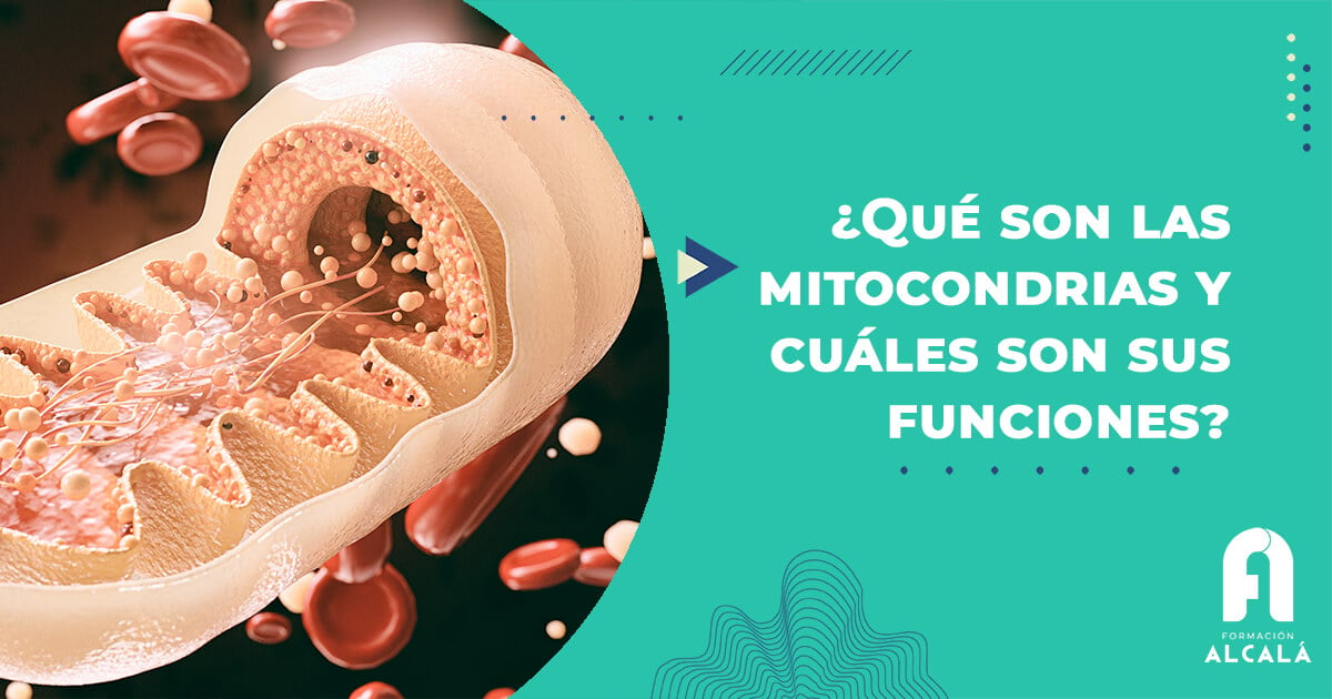 Imagen de ¿Qué son las mitocondrias y cuáles son sus funciones? 