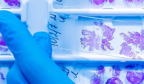 Curso Universitario en Histología Esencial: Fundamentos y Aplicaciones