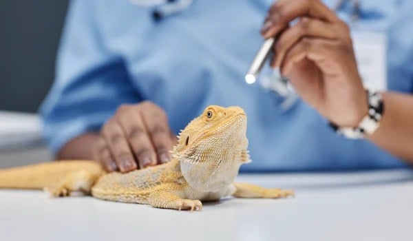 Curso Universitario en Diagnóstico y Manejo Oftalmológico en Animales Exóticos
