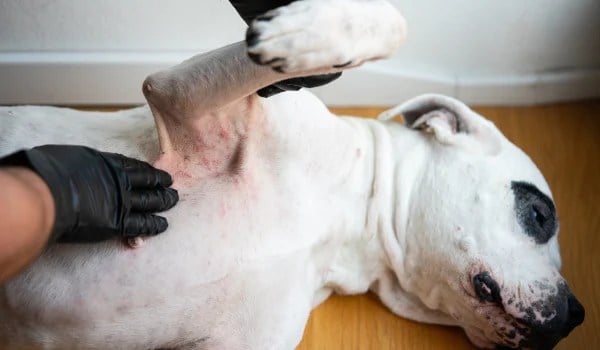 Curso Universitario en Diagnóstico y Tratamiento de Enfermedades Dermatológicas Veterinarias