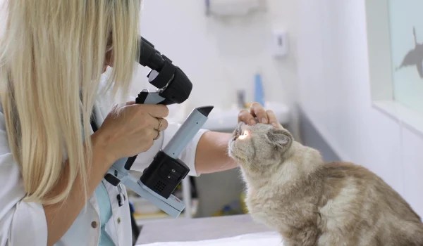 Curso Universitario en Abordaje Integral en Oftalmología Veterinaria