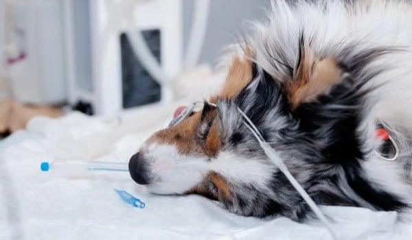 Curso Universitario en Medicina Interna y Urgencias en Pequeños Animales