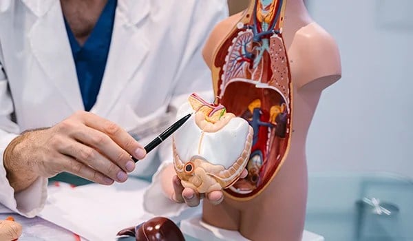 Curso Universitario en Anatomofisiología y Patologías Básicas