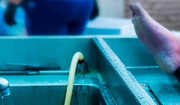 Curso Superior Universitario en Auxiliar en tanatopraxia y tanatoestética