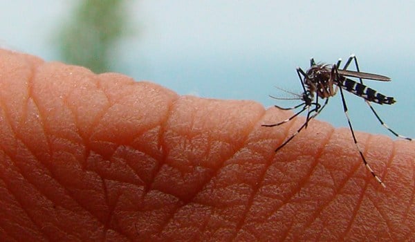 Experto Universitario en Enfermedades Tropicales