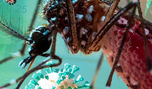 Experto Universitario de Enfermedades Tropicales