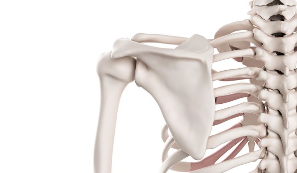 Curso Superior Universitario en Anatomofisiología y Patologías Básicas