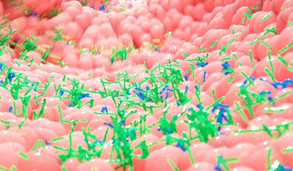 Curso Universitario en Papel del Microbioma en la Salud