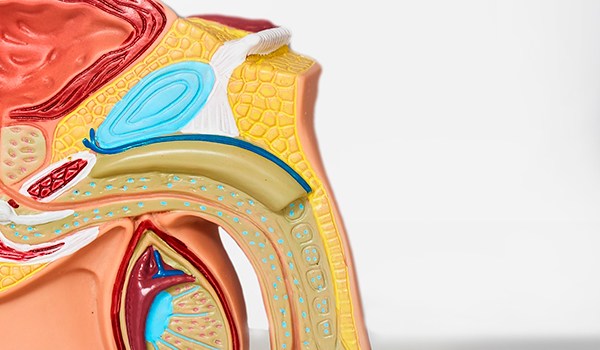 Curso de Reeducación Funcional de los Trastornos Urológicos y del Periné Masculino