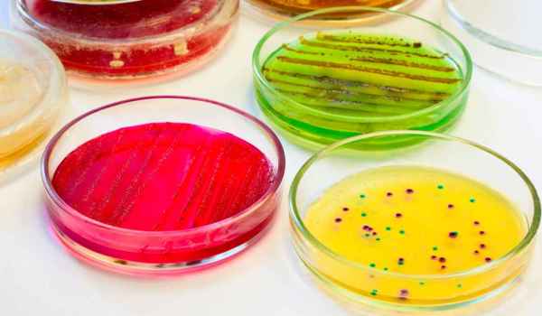 Curso de Enfermedades infecciosas causadas por hongos