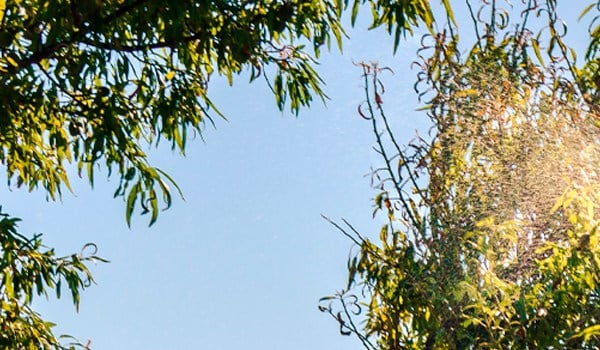 Curso de Aplicación de Productos Fitosanitarios. Nivel básico