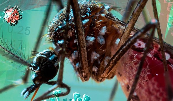 Curso de Medicina Tropical y Parasitología. Enfermedades Infecciosas Importadas