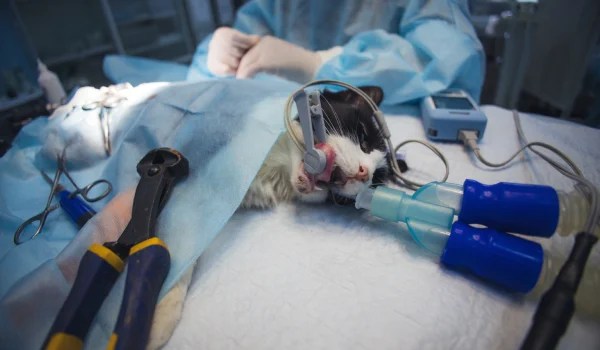 Curso Universitario en Cirugía y Cuidados Quirúrgicos Felinos
