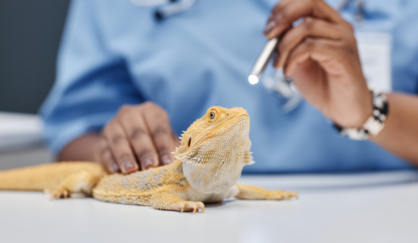 Curso Universitario en Diagnóstico y Manejo Oftalmológico en Animales Exóticos