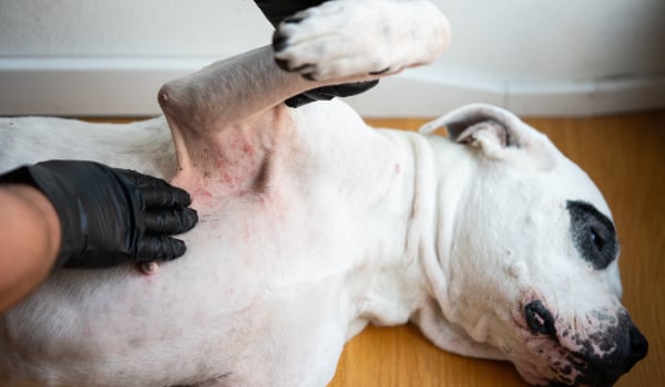 Curso Universitario en Diagnóstico y Tratamiento de Enfermedades Dermatológicas Veterinarias