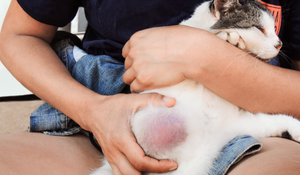 Curso Universitario en Oncología Clinica Veterinaria en Pequeños Animales