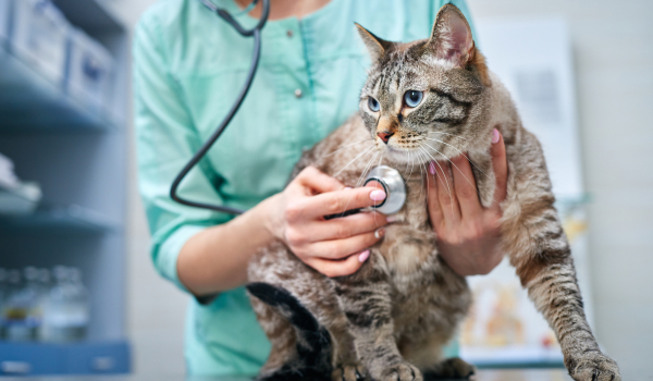 Curso Universitario en Medicina Interna Felina