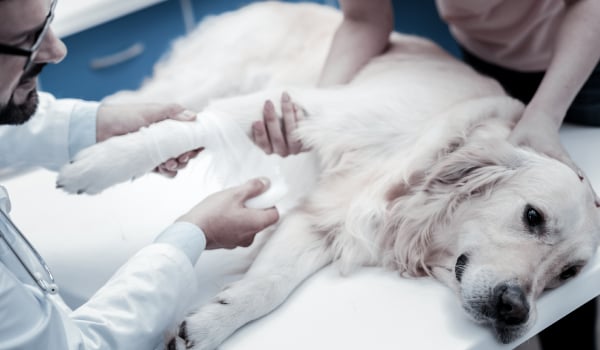 Curso Universitario en Abordaje Clínico de Traumatismos Veterinarios
