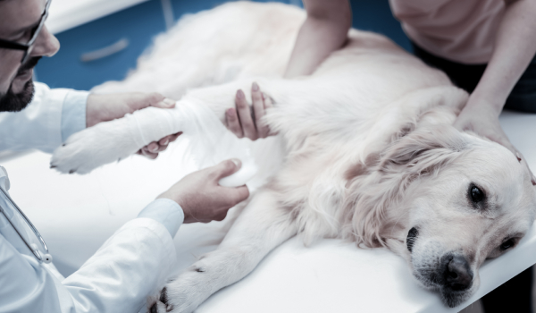 Curso Universitario en Abordaje Clínico de Traumatismos Veterinarios
