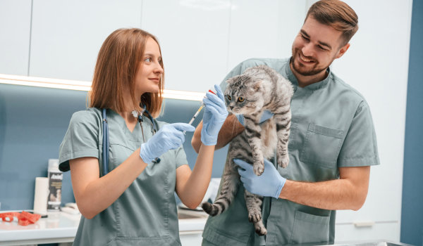 Curso Universitario Superior en Diagnóstico, Tratamiento Médico y Quirúrgico de Patologías Felinas
