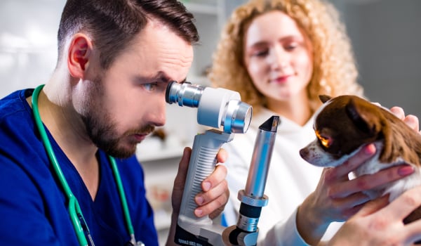 Experto Universitario de Posgrado en Oftalmología Veterinaria Aplicada a Especies Domésticas, Equinas y Exóticas