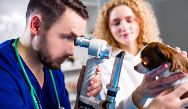 Experto Universitario de Posgrado en Oftalmología Veterinaria Aplicada a Especies Domésticas, Equinas y Exóticas