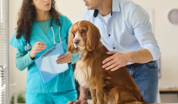 Máster en Medicina Interna, Cirugía y Especialidades Clínicas en Veterinaria
