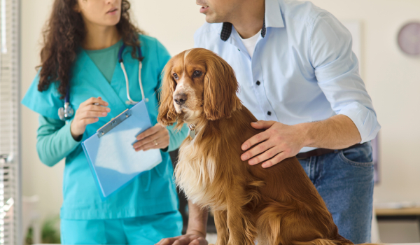 Máster en Medicina Interna, Cirugía y Especialidades Clínicas en Veterinaria