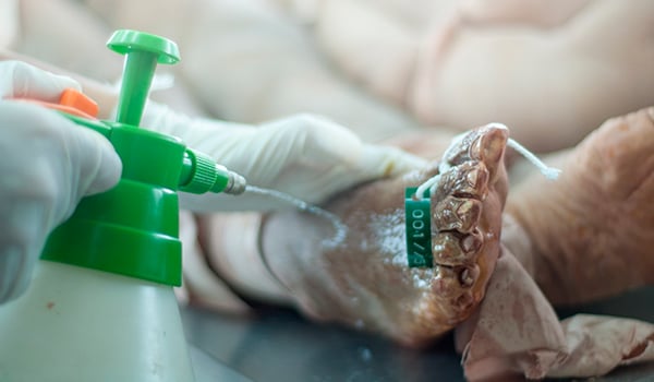 Curso Universitario en Conservación Transitoria y Embalsamamiento de Cadáveres con Productos Biocidas