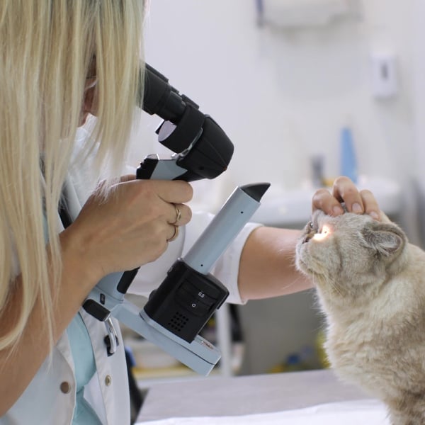 Curso Universitario en Abordaje Integral en Oftalmología Veterinaria