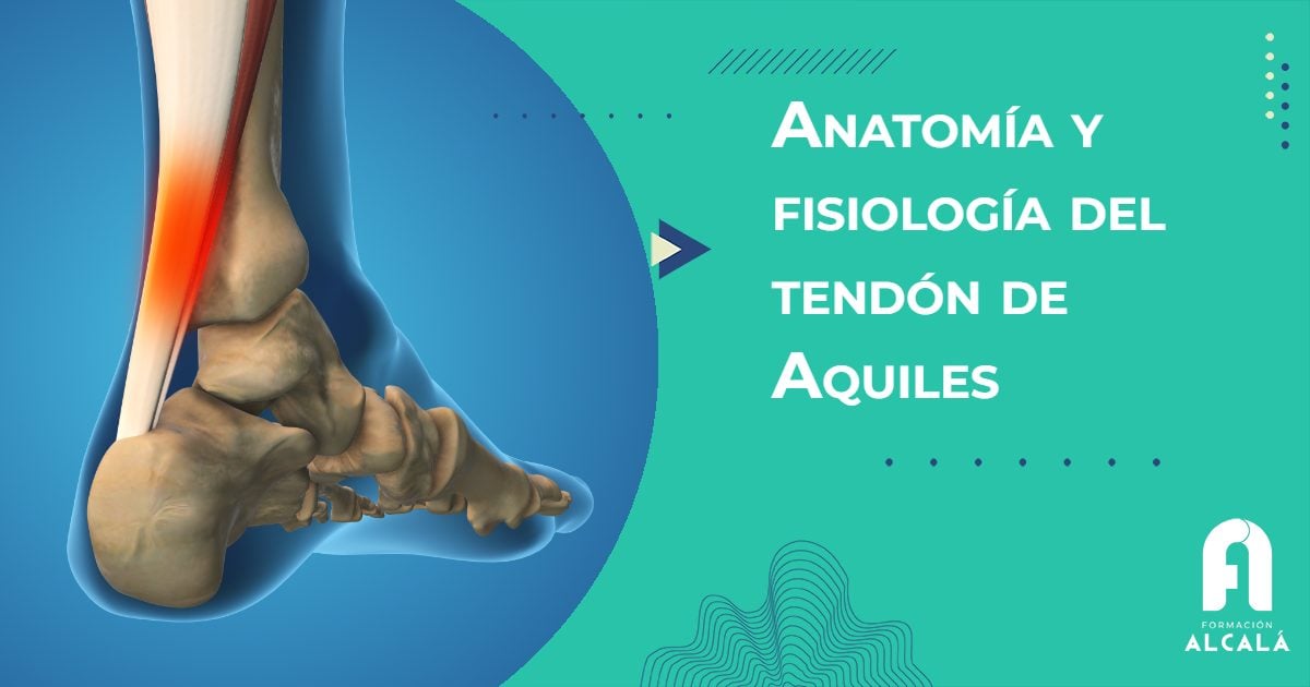 Imagen de Anatomía y fisiología del tendón de Aquiles